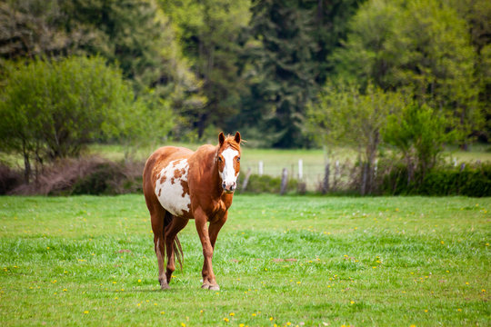 A brown and white sorrel pinto horse with  bald face and heterochromia iridium eyes walking in a pasture