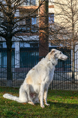 Beautiful white Borzoi, also called Russian wolfhound, descended from dogs brought to Russia from central Asian countries, it's similar in shape to a greyhound