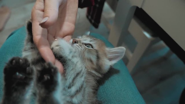 man playing with a kitten with his hand on his lap. little kitty is played beautiful cute funny video. cat pet kitten and human lifestyle host friendship love care