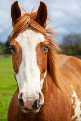 Portait of overo patterned horse that is brown and white with two colored eyes