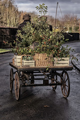 Cart load of Holly