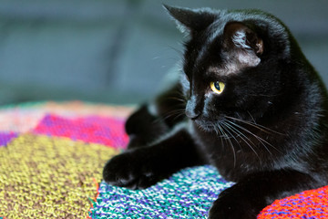 Gatto nero sul sofà