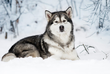 Alaskan Malamute dog on a winter