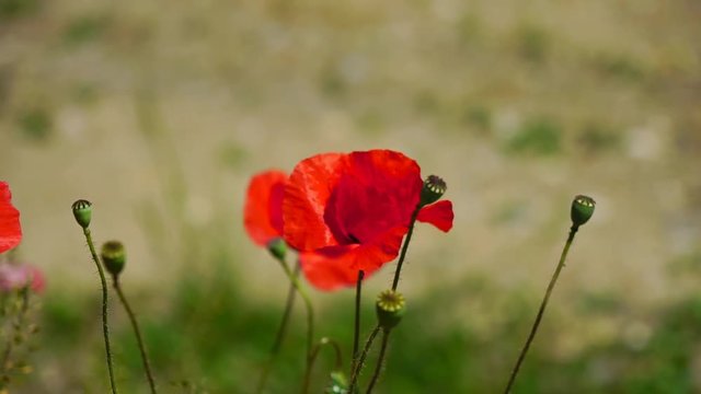 Lonely poppy.Lonely and unrepeatable.A bright red poppy, attracts bees.In the garden blossom poppies.A delicate flower.The bright rays of the sun illuminate the gentle, charming God's creation.