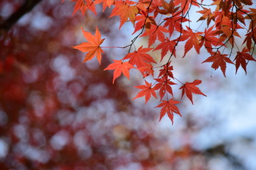 紅葉