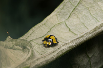 Ladybird, Fungus Eating, scientific name Illeis galbula. Yellow with black spots ladybug/beetle far view