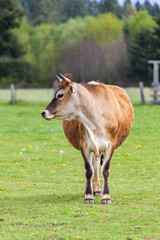 Naklejka na ściany i meble Healthy young Brown Swiss bull in a pasture