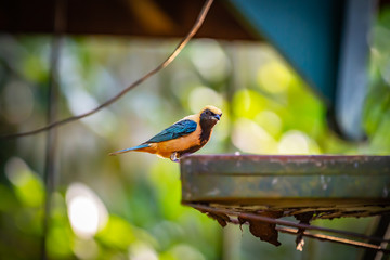 Burnished-buff Tanager (Tangara Cayana) AKA Saira Amarela bird eating banana in Brazil's countryside