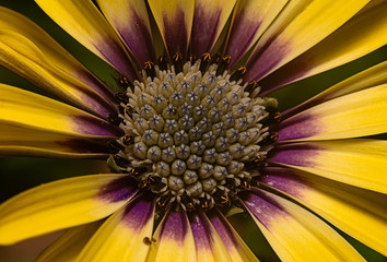 yellow gerbera daisy purple center, purple petal