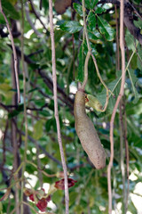 Leberwurstbaum (Kigelia africana, Syn. Kigelia pinnata)