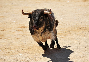 toro en españa con grandes cuernos