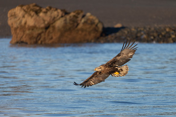 American Bald Eagle in Homer Alaska, USA