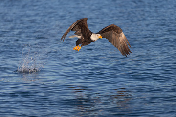 American Bald Eagle in Homer Alaska, USA