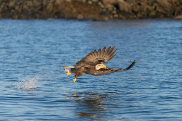 American Bald Eagle in Homer Alaska, USA