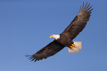 Naklejka premium American Bald Eagle in Homer Alaska, USA
