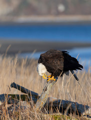 American Bald Eagle in Homer Alaska, USA