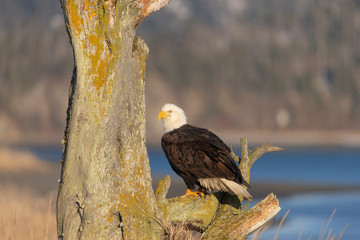 American Bald Eagle in Homer Alaska, USA