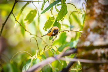 Burnished-buff tanager (Tangara Cayana) AKA Saira Amarela bird standing on a tree in Brazil's countryside.