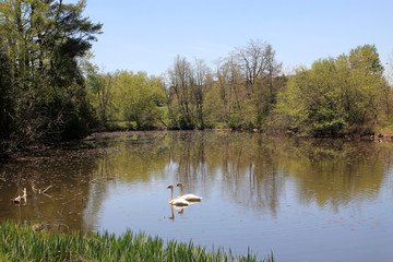 Fototapeta premium Two swans on the pond's surface