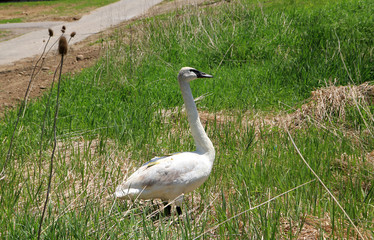 Swan on the grass