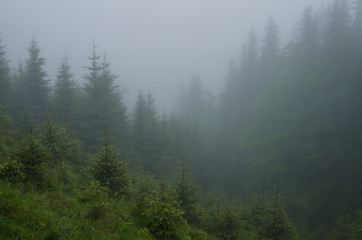 Mountain forest with stones. Mountain road in the forest. Carpathian forest in the mountains. Journey through the Carpathian forests. Beautiful mountain landscape. 