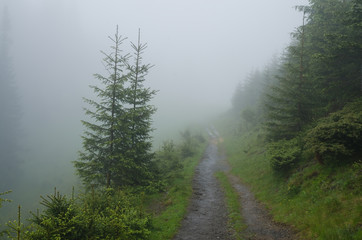 Mountain forest with stones. Mountain road in the forest. Carpathian forest in the mountains. Journey through the Carpathian forests. Beautiful mountain landscape. 