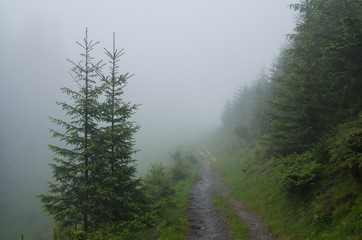 Mountain forest with stones. Mountain road in the forest. Carpathian forest in the mountains. Journey through the Carpathian forests. Beautiful mountain landscape. 