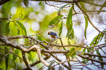 Burnished-buff tanager (Tangara Cayana) AKA Saira Amarela bird standing on a tree in Brazil's countryside.