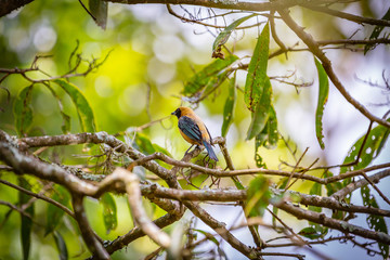 Burnished-buff tanager (Tangara Cayana) AKA Saira Amarela bird standing on a tree in Brazil's countryside.