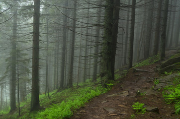 Fototapeta premium Mountain forest with stones. Mountain road in the forest. Carpathian forest in the mountains. Journey through the Carpathian forests. Beautiful mountain landscape. 