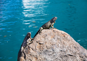 Two Iguana on Rocks