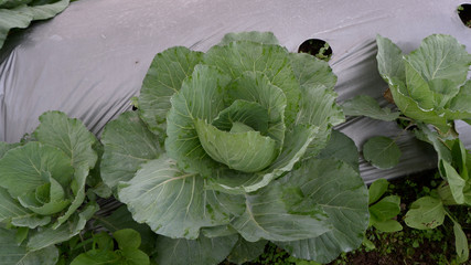 fresh cabbage on the plantation