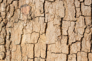 Natural bark background or texture.