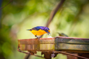 Purple-throated Euphonia (Euphonia chlorotica) AKA Fim Fim bird eating banana in Brazil's countryside