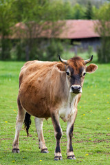 Naklejka na ściany i meble Healthy young Brown Swiss bull in a pasture