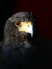 Portrait eines schwarzen Raubvogels vor dunklem Hintergrund ähnlich low key