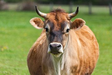 Healthy young Brown Swiss bull in a pasture