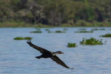 Great Cormorant in Flight