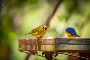 Famale Purple-throated Euphonia (Euphonia chlorotica) AKA Fim Fim bird eating banana in Brazil's countryside