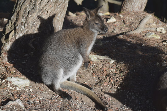 Kangourou : wallaby de Bennett