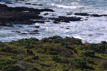 Deer Grazing by Sea