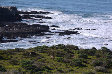 Fototapeta na wymiar Deer Grazing by Sea