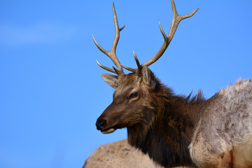 Elk Portrait