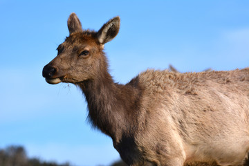 Elk Portrait