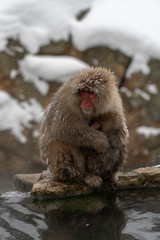 寒さに凍えて子ザルと寄り添うニホンザル(snow monkey)