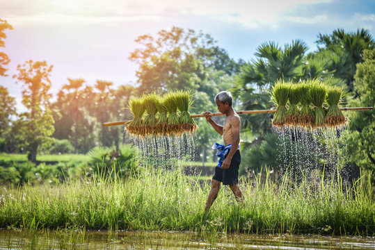 farmer thai holding rice baby on green rice field farming plant farmland