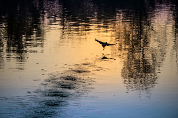 silhouette of a bird flying against backlight at sunset
