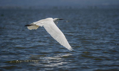 Fototapeta na wymiar Low Flying Great Egret
