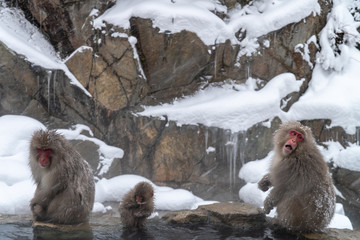 地獄谷野猿公苑の冬のニホンザル(snow monkey)
