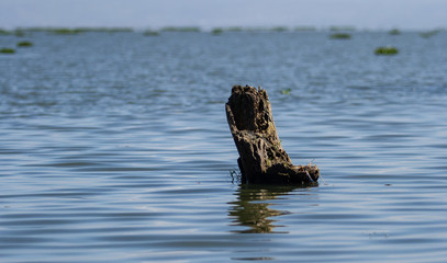 Wall Paper - Dried tree in water